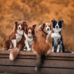 Chiens