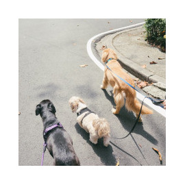 Laisse, Collier et Harnais pour Chiens