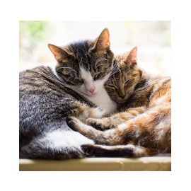Tout pour votre Chat - Large gamme
