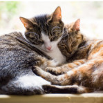 Chats