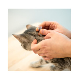 Produits d'hygiène et anti-puces pour chats