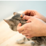 Toilettage, Soin, Hygiène Chat
