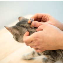 Produits d'hygiène et anti-puces pour chats
