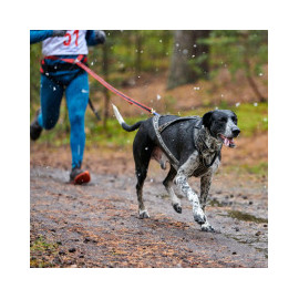 Equipements Canin pour dressage et sport