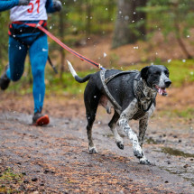Equipements Canin pour dressage et sport