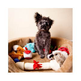 Jeu et Jouet pour Chien