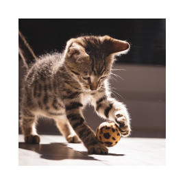 Jeu et Jouet pour Chats