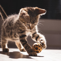 Jeu et Jouet pour Chats