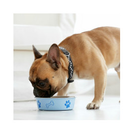 Gamelles - Distributeurs et Accessoires pour chiens