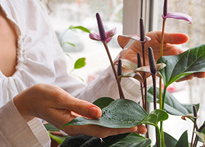 L'arrosage du jardin pendant les vacances, quelques trucs et astuces -  Centre jardin Del Esta, l'horticulture à son meilleur