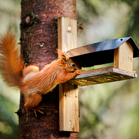 La mangeoire écureuil en bois de Jardin et Saisons