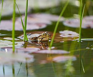 La grenouille, un amphibien auxiliaire précieux du jardin
