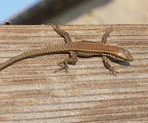 Abreuvoir existent pour Reptiles et Amphibiens, Bassin de