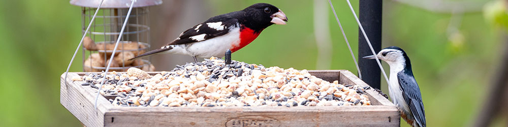 Mangeoires pour Oiseaux - Nourrissez les Oiseaux de votre Jardin