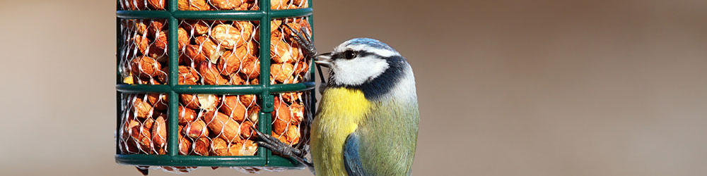 Nourrir les oiseaux du jardin à chaque saison - Aveve