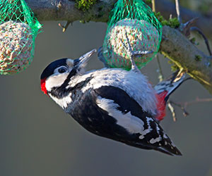 Quand nourrir les oiseaux du jardin ? - Amenager ma Maison