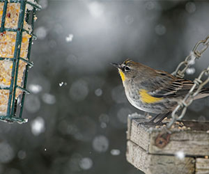 Nourrir les oiseaux du jardin à chaque saison - Aveve