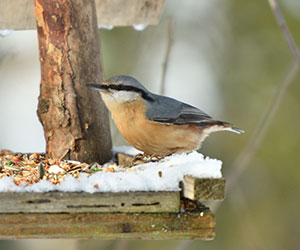 Quelle nourriture pour oiseaux utiliser pour chaque saison?