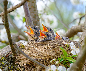 Quand nourrir les oiseaux du jardin ? - Amenager ma Maison