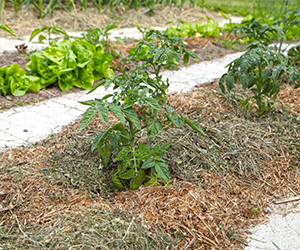 Technique de jardinage : comment faire votre paillage ?