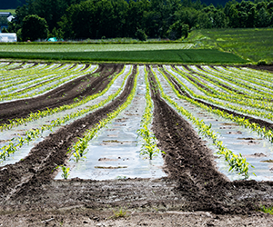 Comment poser une toile de paillage avant et après plantation