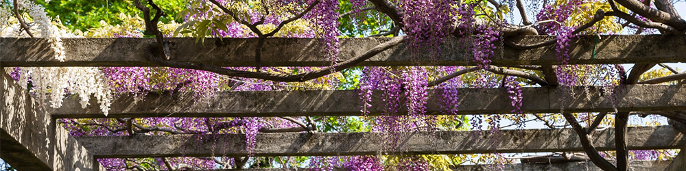 Une Toiture Naturelle pour votre Pergola Adossée en Bois