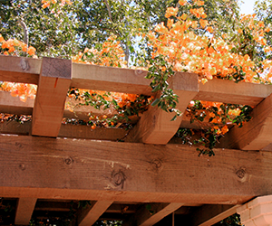 Une Toiture Naturelle pour votre Pergola Adossée en Bois