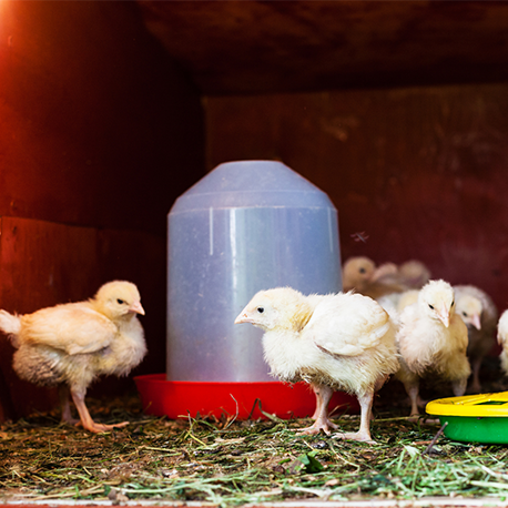 Abreuvoir poule à petite coupelle