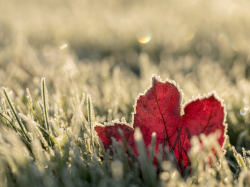 jardin en hiver