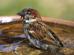 bain du moineau