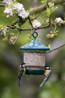 Attirer les oiseaux au jardin en hiver : nichoir et mangeoir