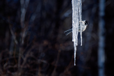 mésange sur stalactite