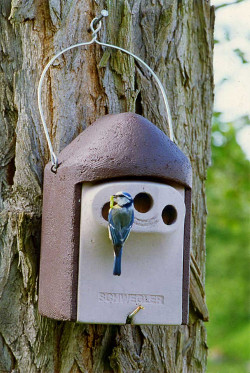 Nichoirs à oiseaux : savoir les choisir pour dans son jardin