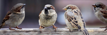 nourrir les oiseaux