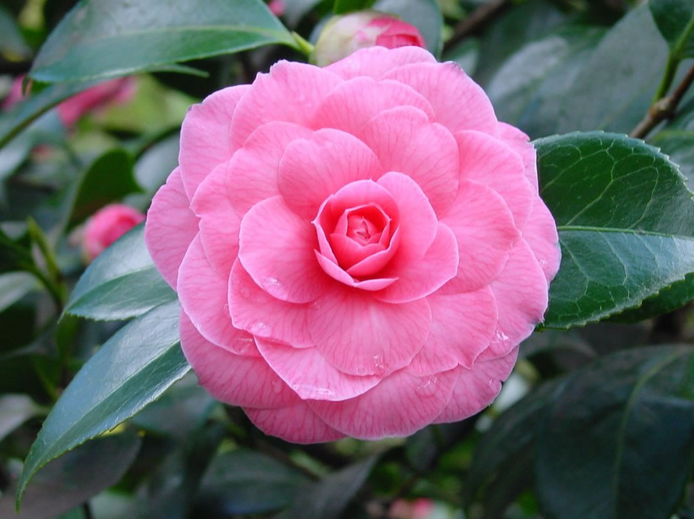 camelia