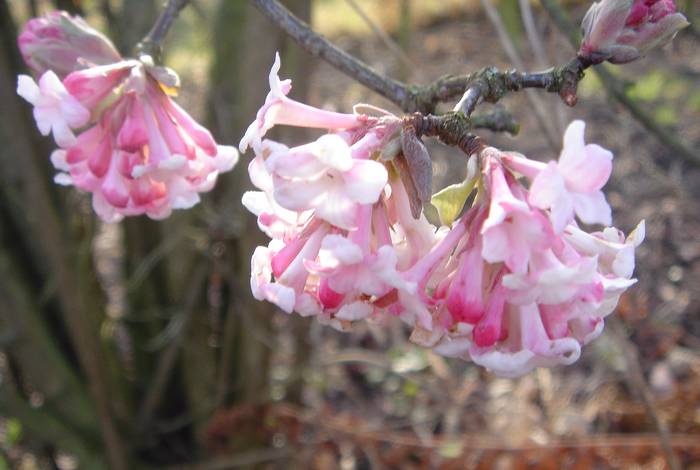 Viburnum Bodnantiense