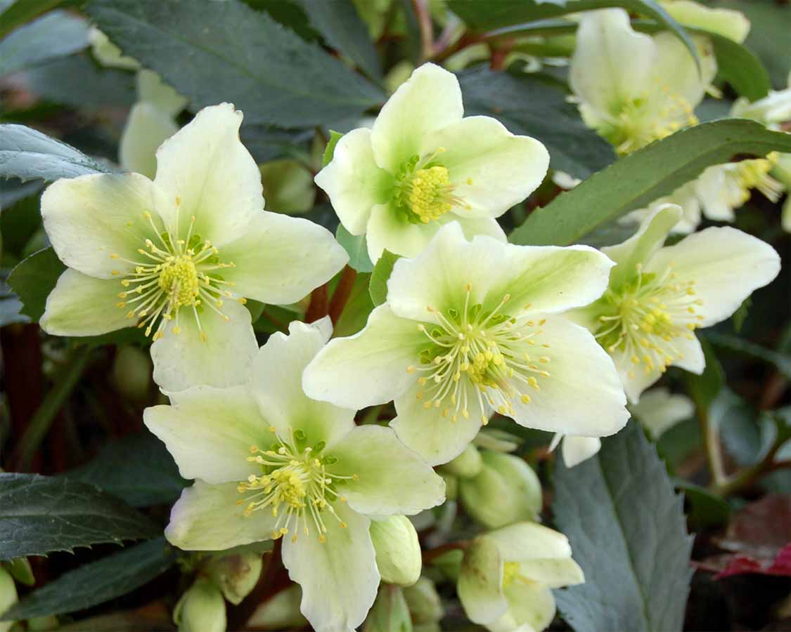 hellebore