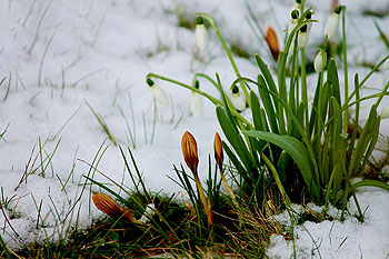 jardin en janvier