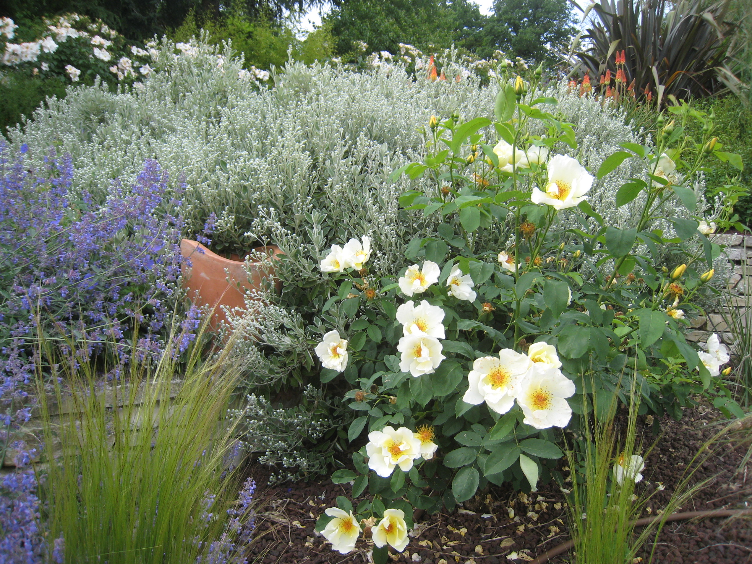 autres plantes jardin méditerranéen