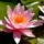 Quel bassin choisir pour son jardin ?
