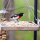 Des animaux utiles pour disposer d’un beau jardin