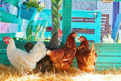 5 avantages à avoir des poules dans votre jardin