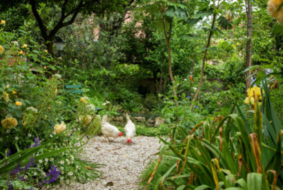 Les poules, un incontournable pour la permaculture et un jardin de qualité