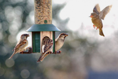 Quand nourrir les oiseaux du jardin ?