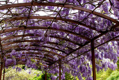 9 plantes grimpantes pour créer une toiture naturelle sur votre pergola en bois