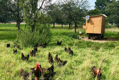 Elever des poules dans son jardin : que dit la loi ?